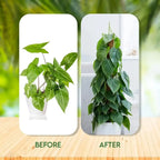 Extendable Handmade Moss Pole for Plants Plant Climbing Rod Plant Pole for Climbing Plants, Real Handmade Moss Stick F
